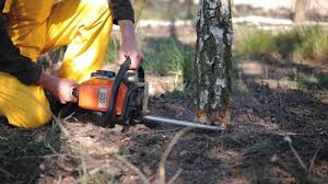 Best Tree Removal Services  in Wills Point, TX